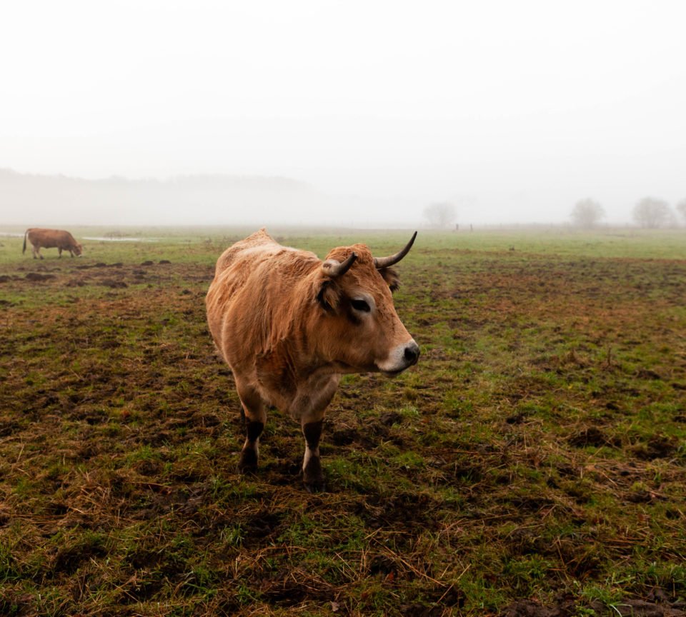 Heckrind auf Weide im Hervester Bruch Dorsten