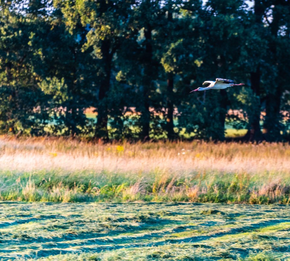 Storch mit ausgebreiteten Fluegeln im Landeanflug auf Rhader Wiesen Dorsten
