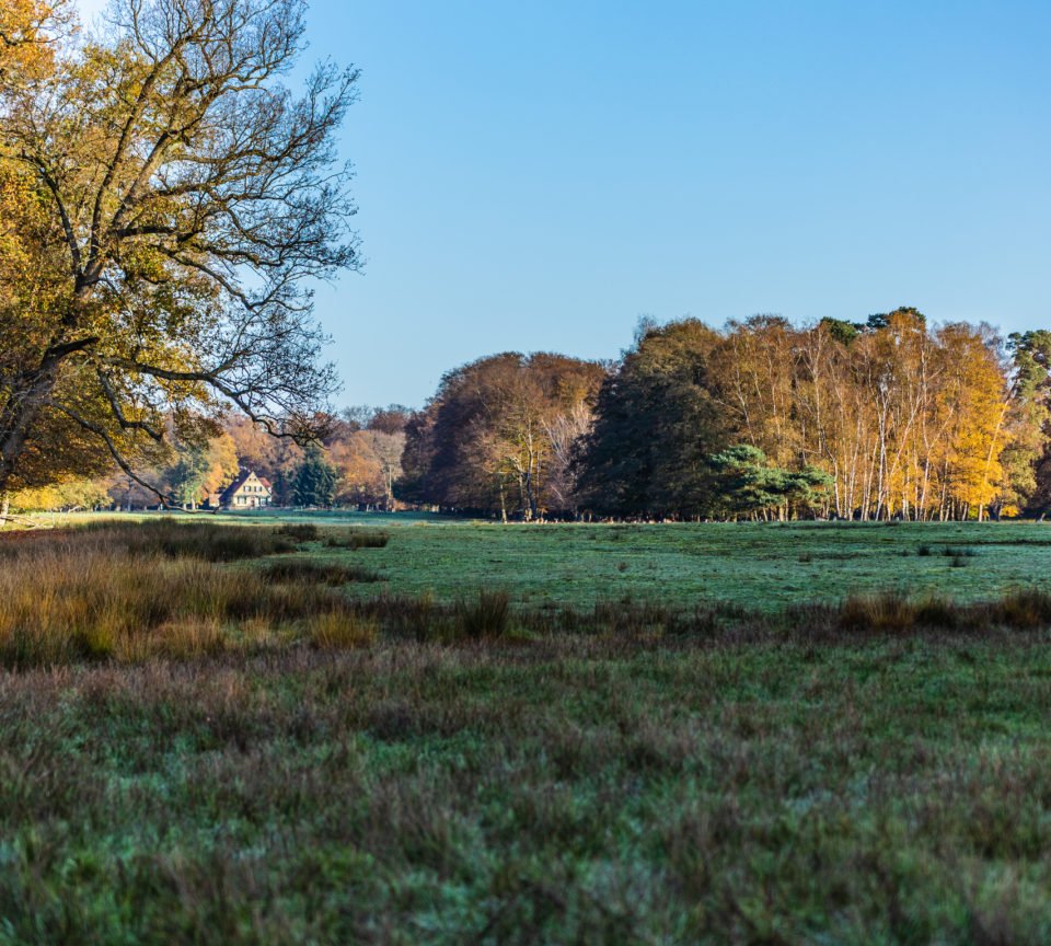 Panoramablick Flora Fauna Gräser Feuchtgebiet Wildpark Dülmen