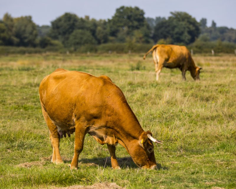 Rinder Beweidung Naturschutzgebiet Dingdener Heide Hohe Mark