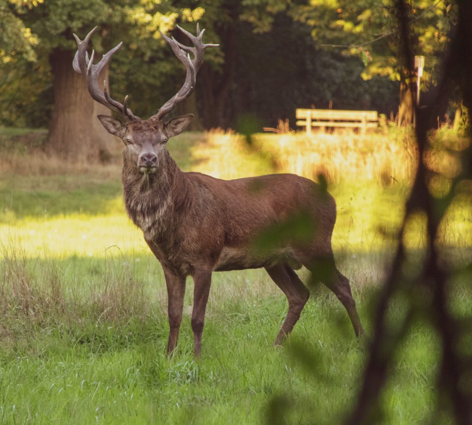 Rotwild-Hirsch mit Geweih im Tiergarten Raesfeld Hohe Mark RadRoute