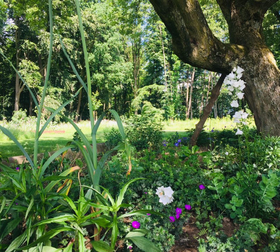 bluehende Blumen im Pflanzenbeet Buergerpark Rhede