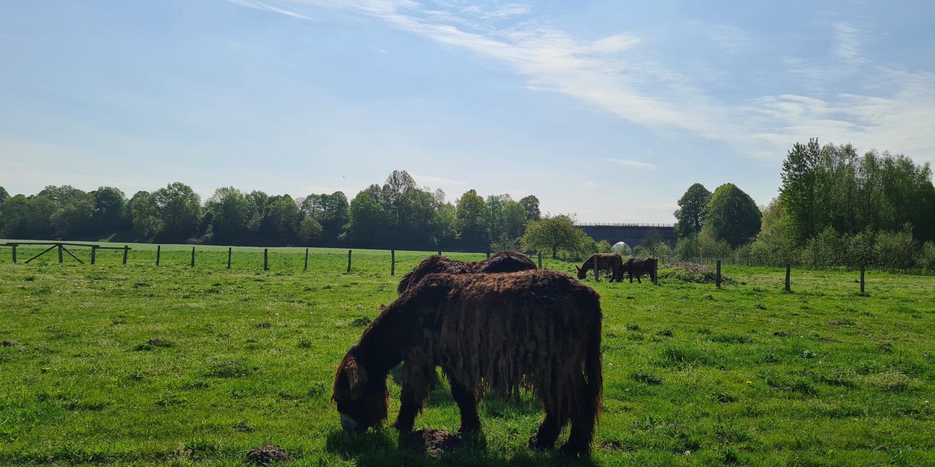 Poitou Esel vor der Drei Bogen Bruecke bei Tagestour in der Steveraue Olfen
