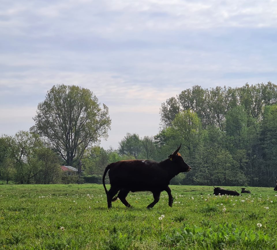 Heckrind durch Wiese laufend in der Steveraue Olfen