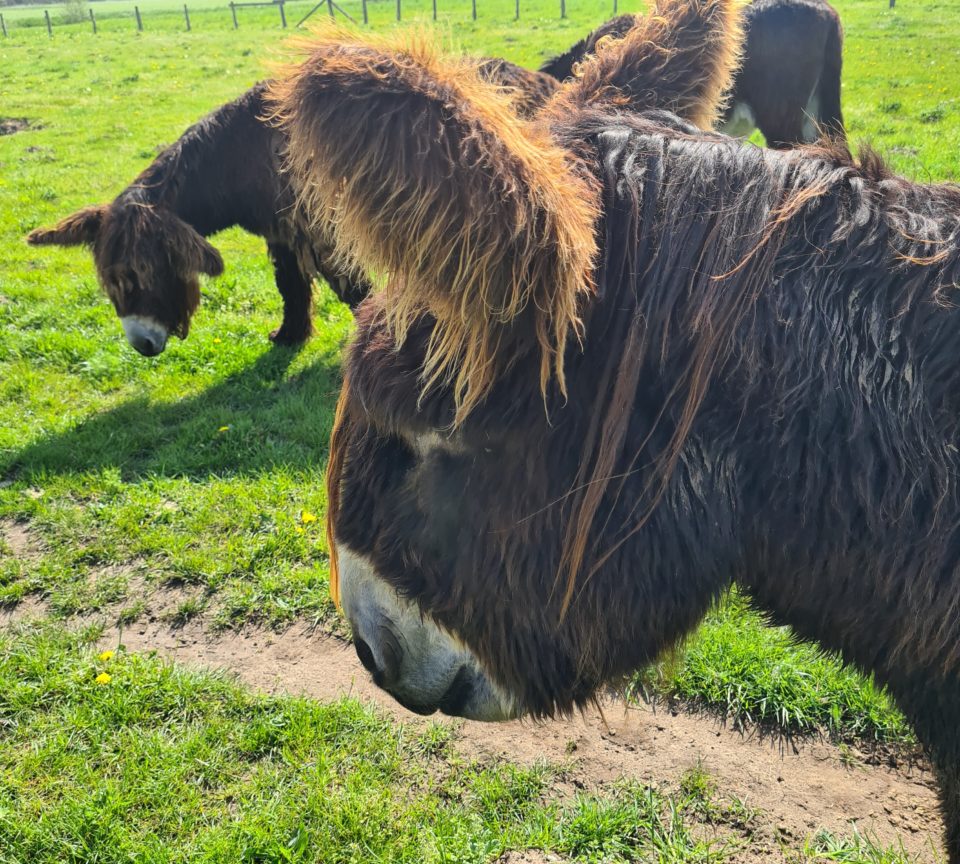 Poitou Esel im Profil im Naturschutzgebiet Steveraue Olfen Radtour
