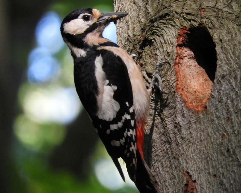 Buntspecht mit Futter vor Nest im Baum / Tierbeobachtung Hohe Mark