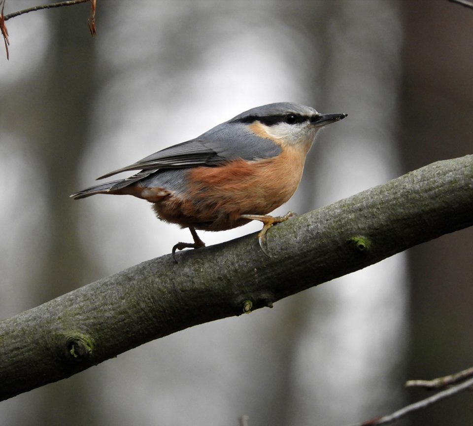 Kleiber sitzt auf Ast -Tierbeobachtung Hohe Mark