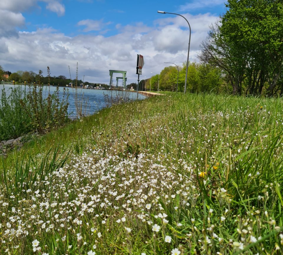 Blumenwiese an Radroute nahe Schleuse Wesel-Datteln-Kanal
