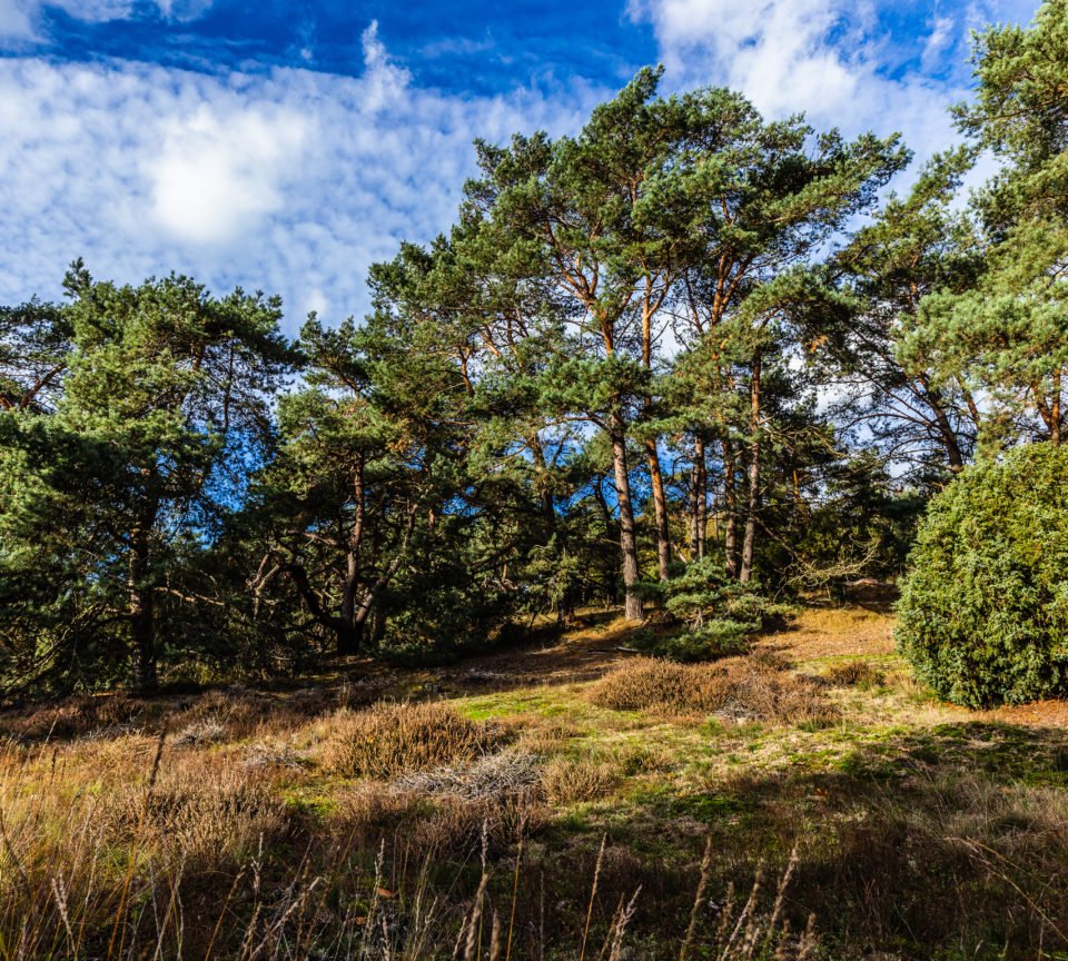 Heide und Wacholder im NSG Loosenberge auf der Tagestour Hünxe