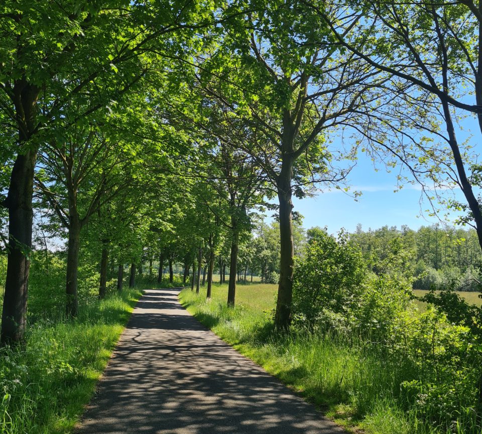 Radfahren durch eine Allee