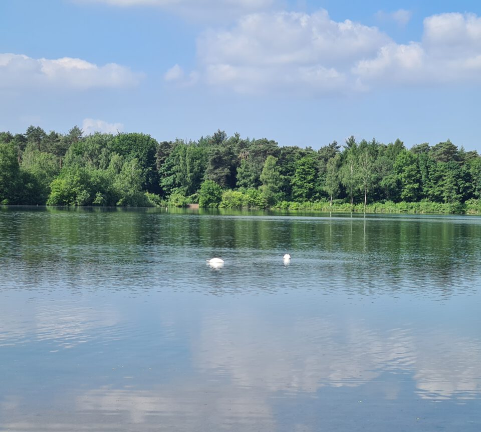 tauchende Schwaene im Heidesee Bottrop
