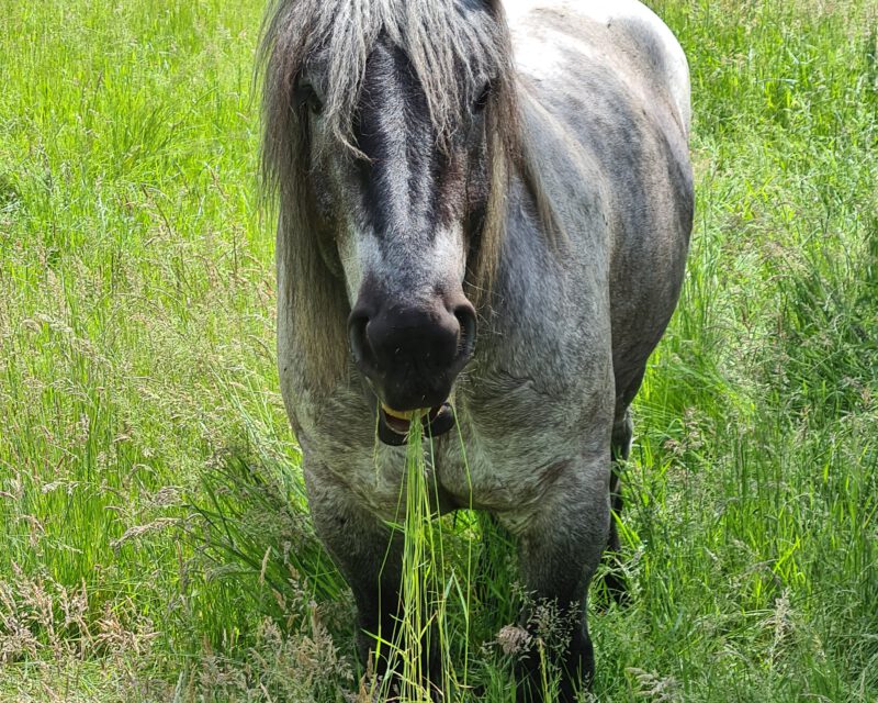 Gras fressendes Kaltblut Pferd auf einer Wiese