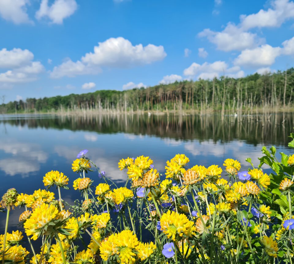 bluehender Wundklee am Pfingstsee in Bottrop-Kirchhellen