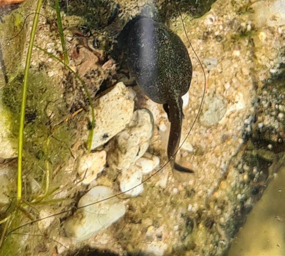 Kaulquappen im Heidhofsee Bottrop