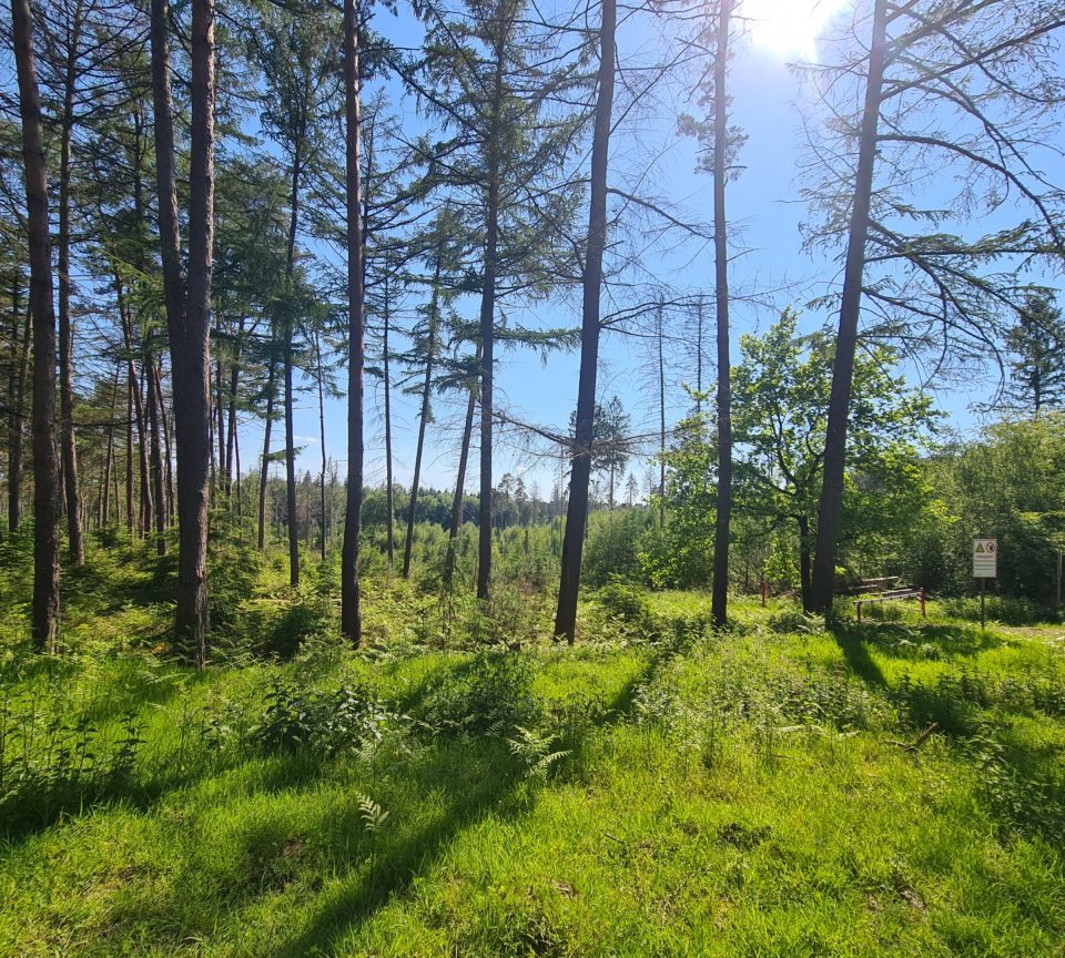 Natur im ehemaligen Truppenuebungsgelaende Geisheide