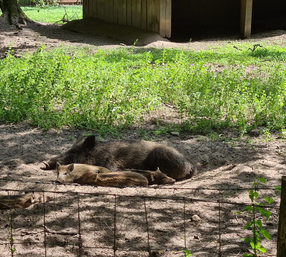 Wildschwein mit Frischlingen im Stadtwald Bocholt