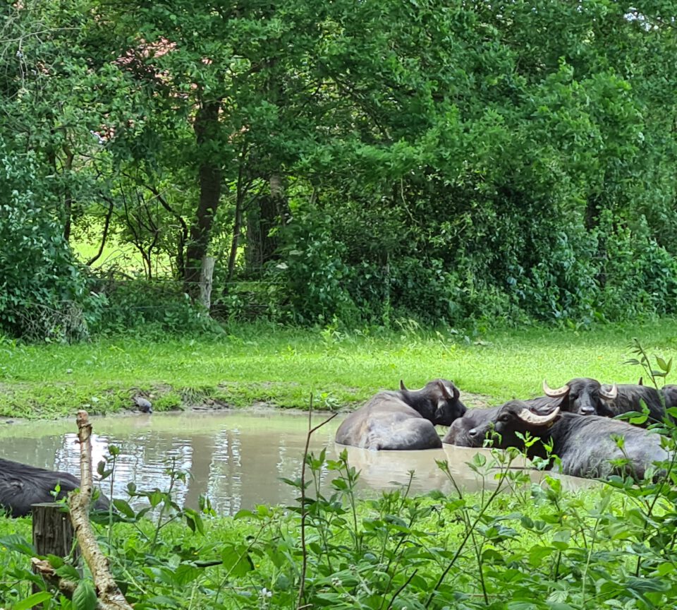 Wasserbueffel im Wasserloch bei Bocholt