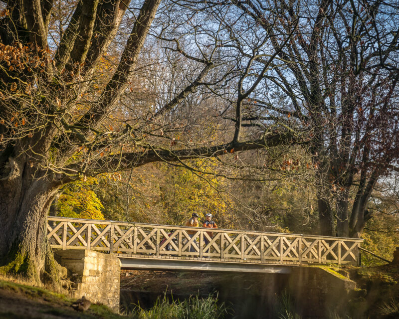 Holzbrücke historischer Stil mit alten Buchen am See Wildpark Dülmen