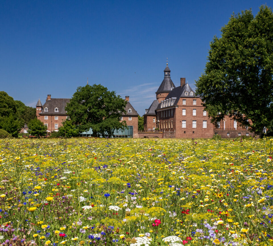 Wasserburg Anholt - Blick aus Schlosspark über Wildblumenwiese